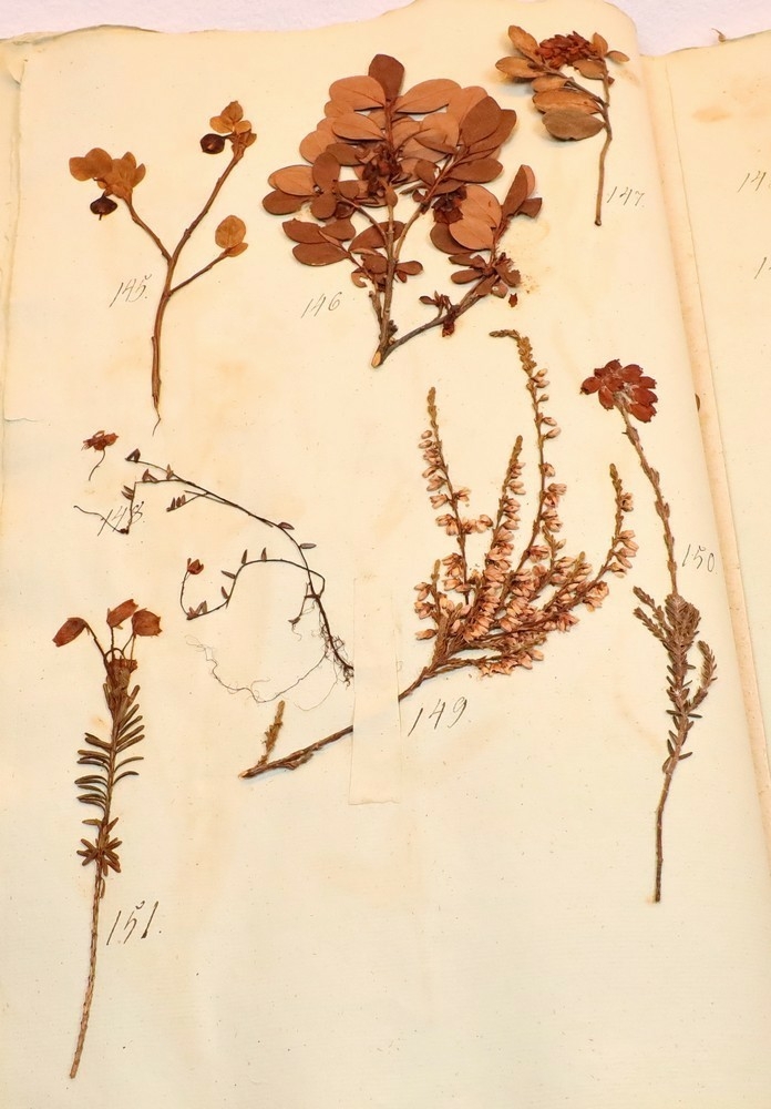 Plante nr. 151 frå Ivar Aasen sitt herbarium.  
