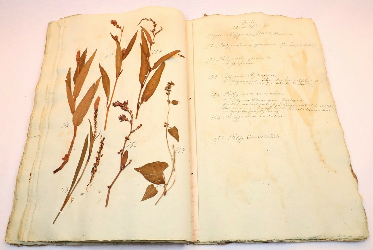 Plante nr. 156 frå Ivar Aasen sitt herbarium.  