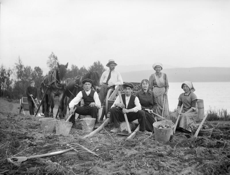 Potetonn på Stuejordet på Viken ca. 1925. Foto: Niels Juel, MiA. (Foto/Photo)