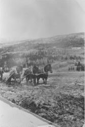 Harving med tre hester på Frøvoll, ca. 1915. Hesten til vens