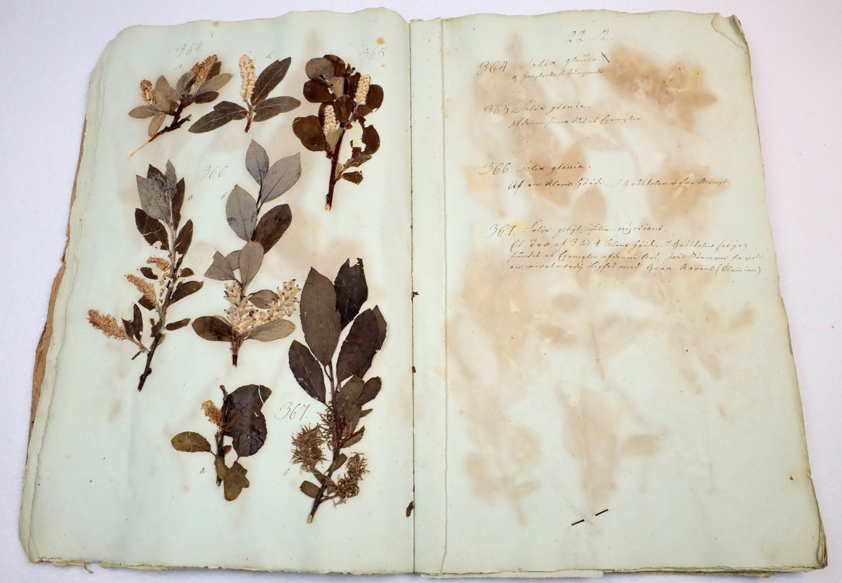 Plante nr. 365 frå Ivar Aasen sitt herbarium.  


Planten er i same art som nr. 363, 364 og 366