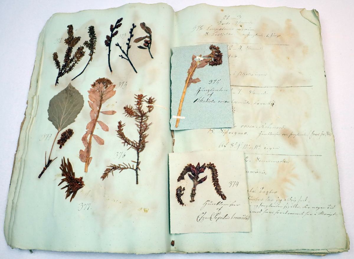 Plante nr. 377 frå Ivar Aasen sitt herbarium.  


