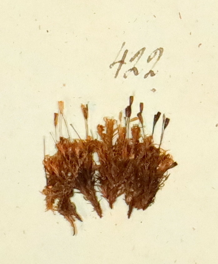 Plante nr. 422 frå Ivar Aasen sitt herbarium.  


Planten er i same art som nr. 423 og 424 i herbariet