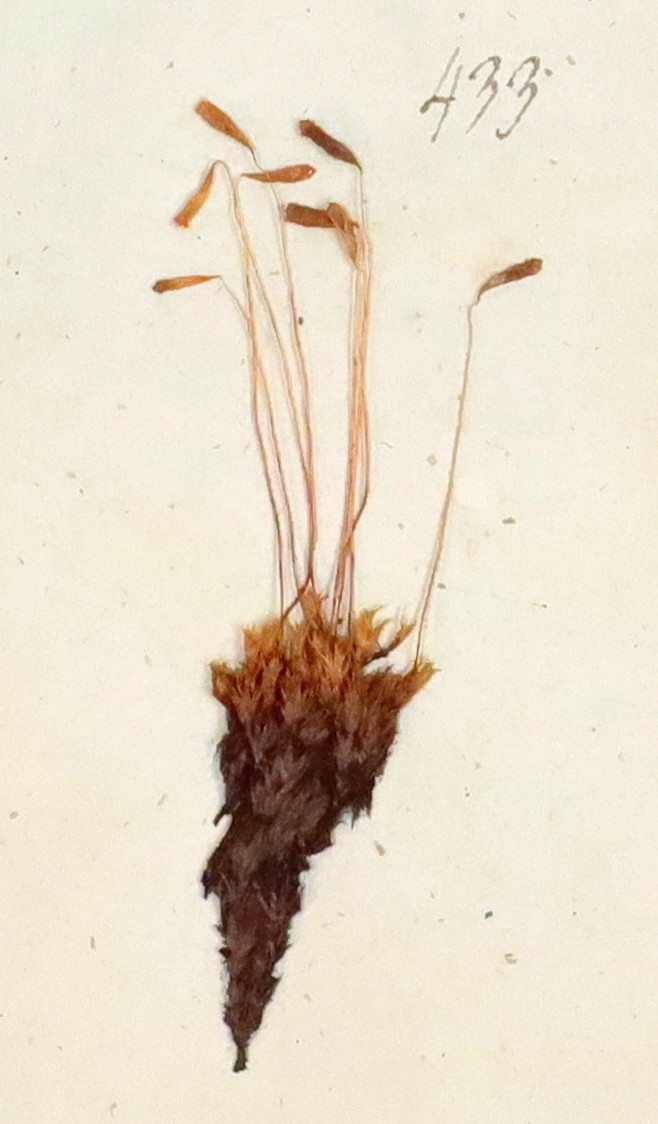 Plante nr. 433 frå Ivar Aasen sitt herbarium.  