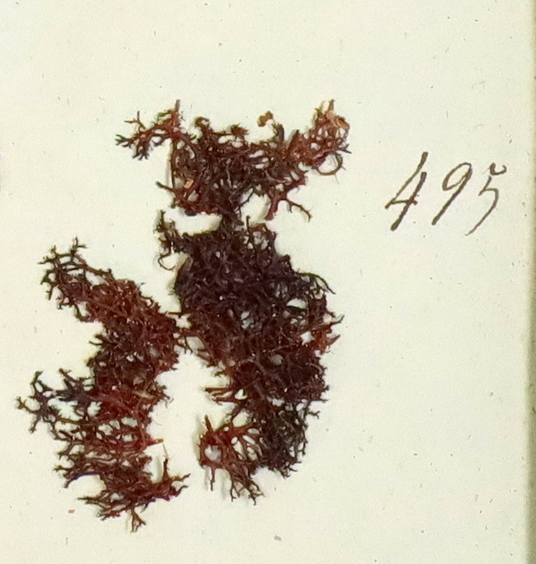 Plante nr. 495 frå Ivar Aasen sitt herbarium. 
