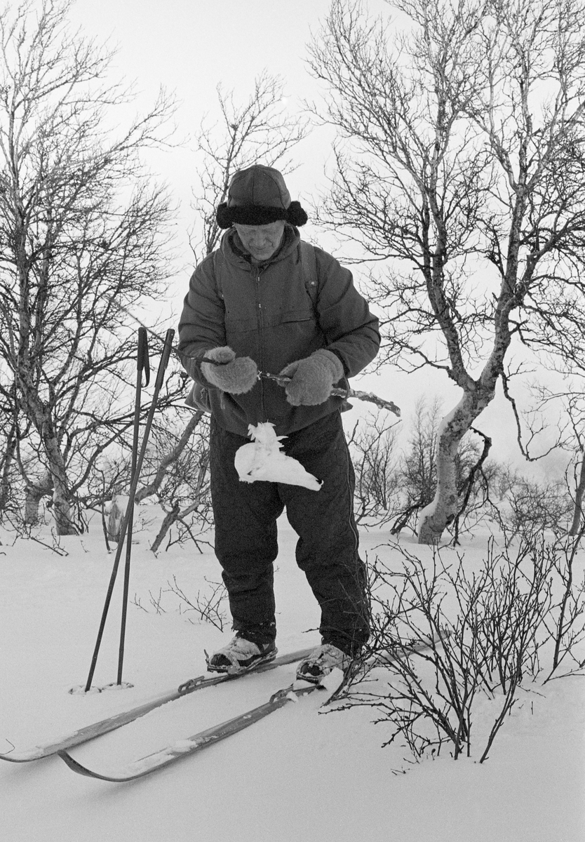 Snarefangst etter rype. Bildet er tatt i Sørli i Nord-Trøndelag i februar 1980.