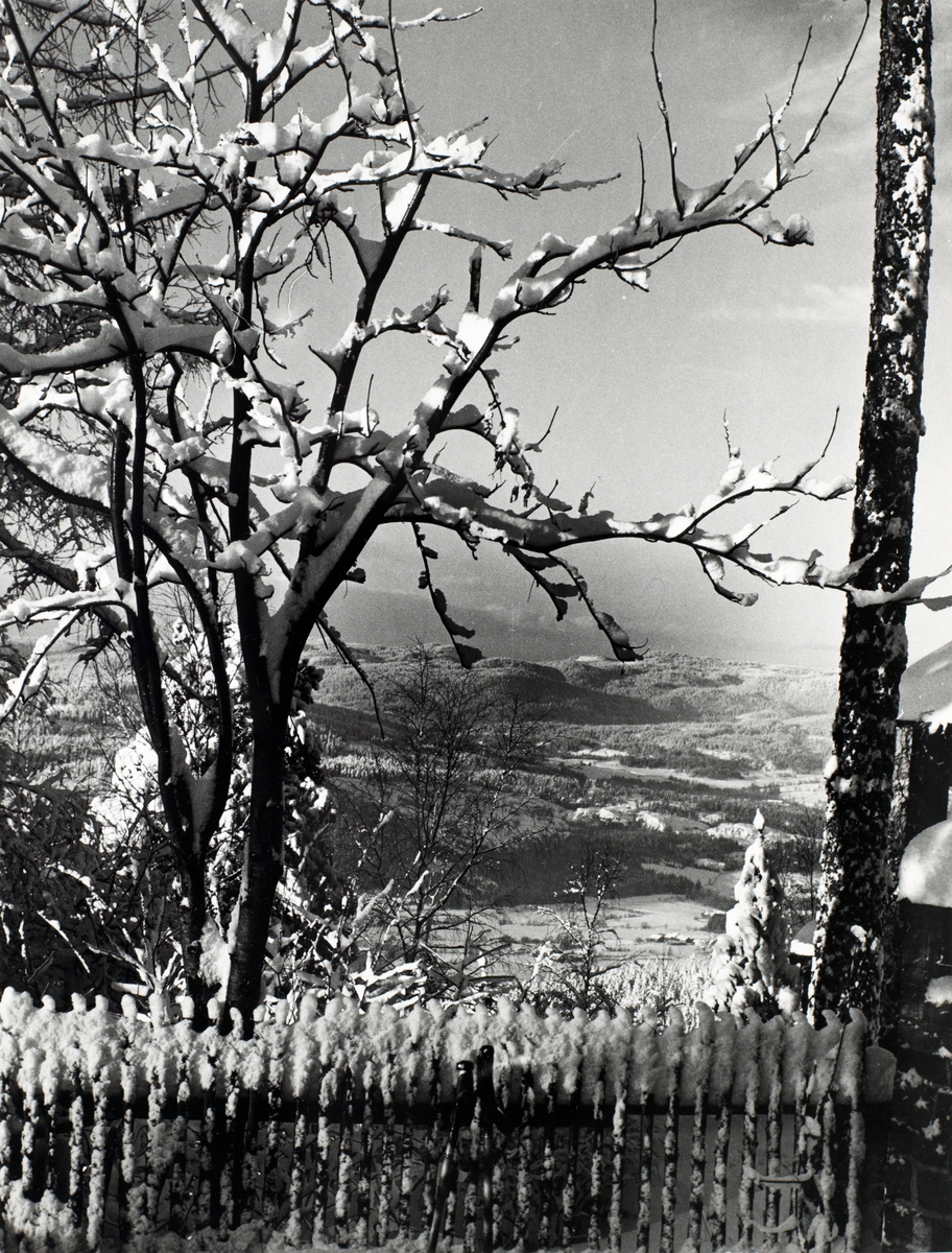 Landskapsfoto av Sørkedalen ved Lillevann. Tre og stakittgjerde med snø på i forgrunnen.   Påskrift bakside:  Utsikt over Sørkedalen Ved Lillevann 14-1-56