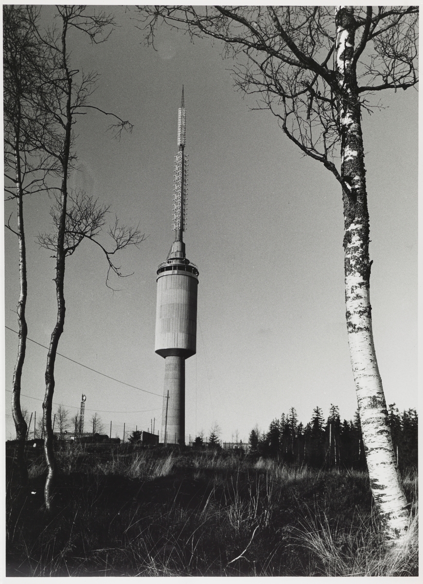 Foto av Tryvannstårnet med bjørketrær i forgrunnen.