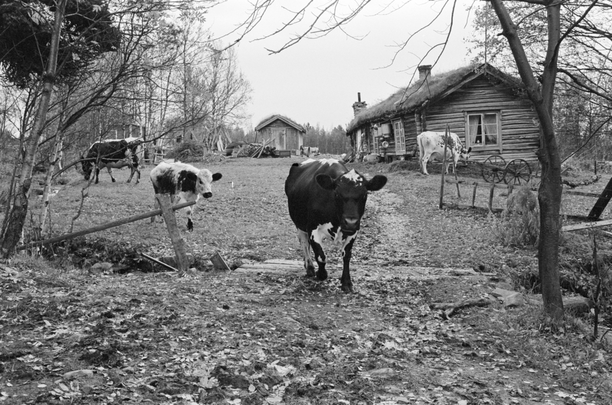 En flokk kyr og en kvinne i utmark ved Røros.