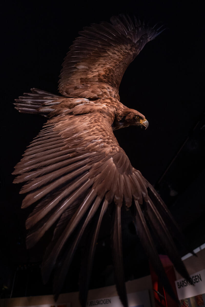 Utstoppet ørn som svever i utstillingen Tråkk på Anno Norsk skogmuseum