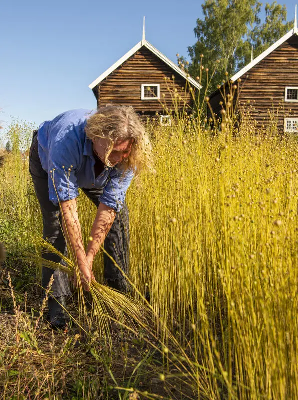 Kvinne i blå skjorte står bøyd og høster lin.