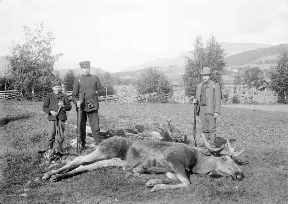 14.09.1908 Sør-Fron. Ingvald Svelle og Ivar Albert Fosse, to skutte elger, gutt, hund
