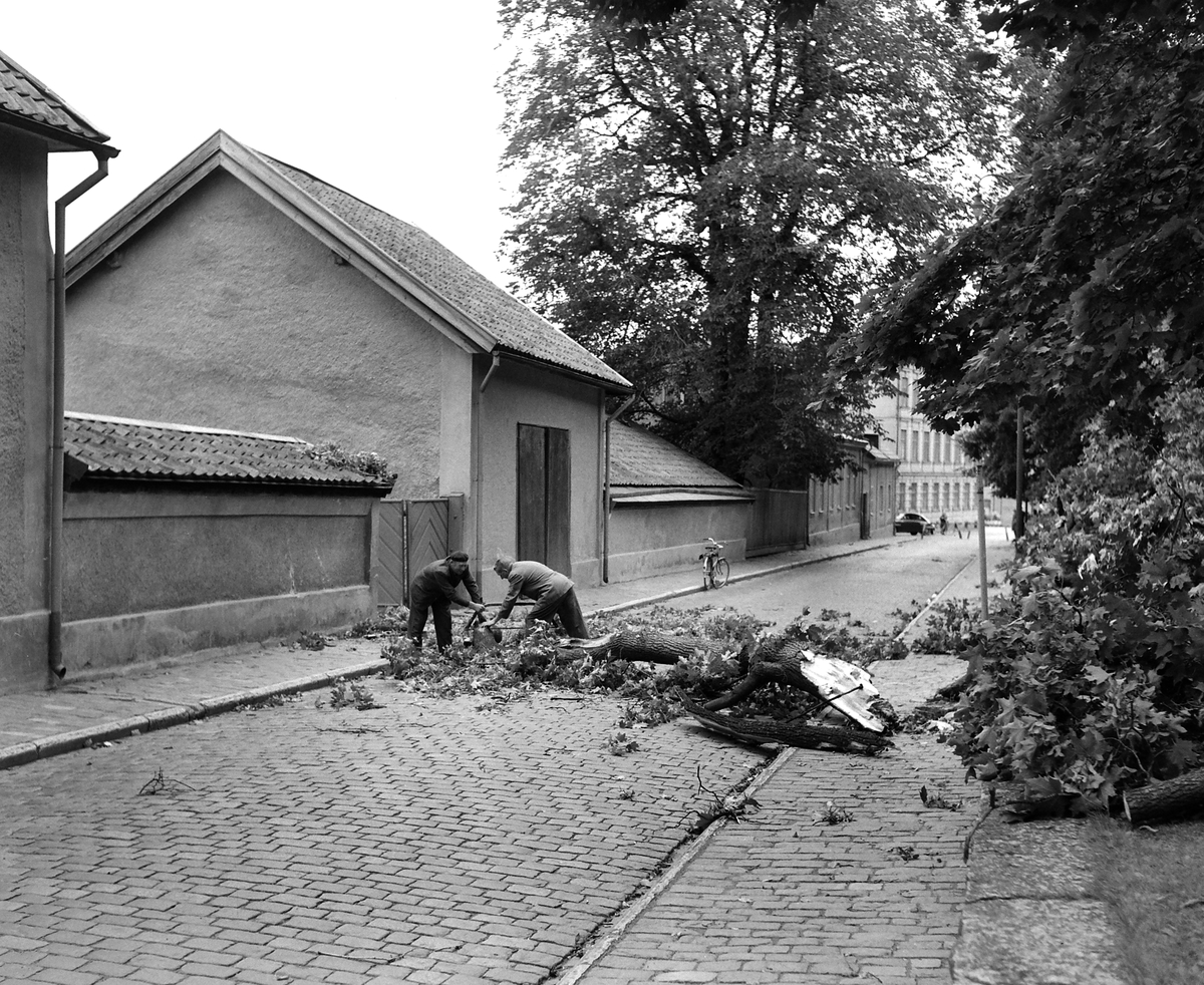 Träd har blåst ner på Hunnebergsgatan vid Domkyrkoparken, 1958.