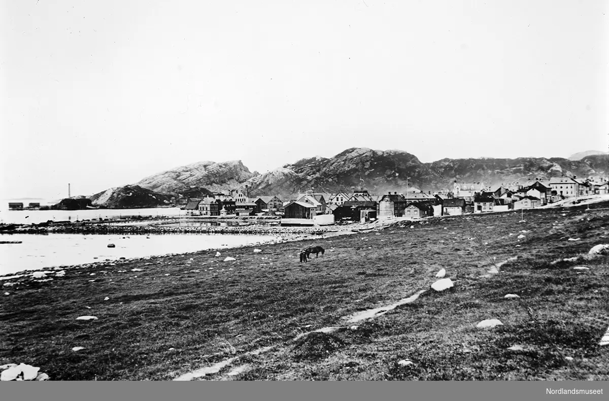 Bodø. Jorde med 2 hester i forgrunnen. Steinfylling/kai, bebyggelsen, Burøya. Rønvikfjellene i bakgrunnen.