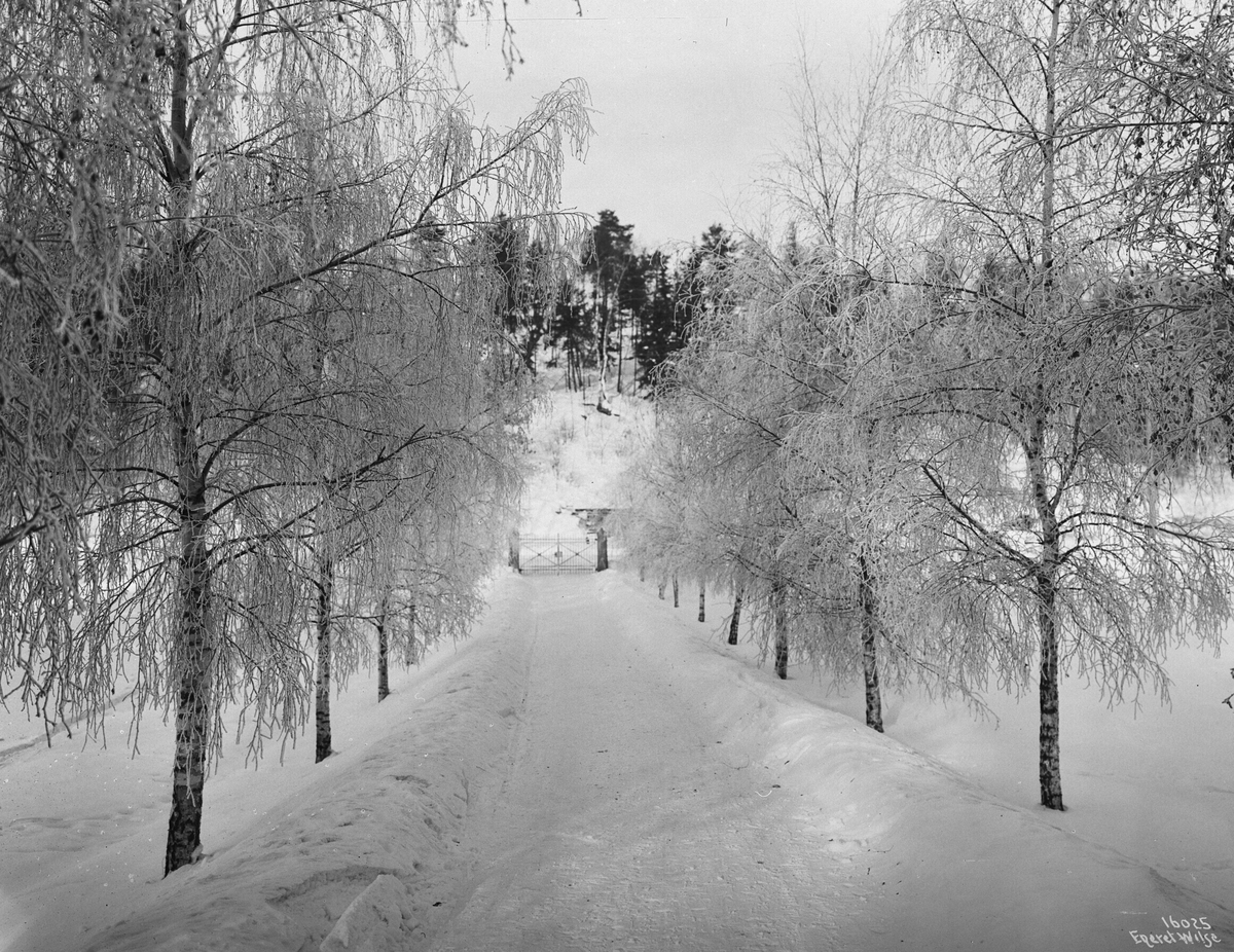 Bjørketrær dekket i rimfrost danner en allé som leder mot dobbelport i Sandvika, Bærum, 1913.