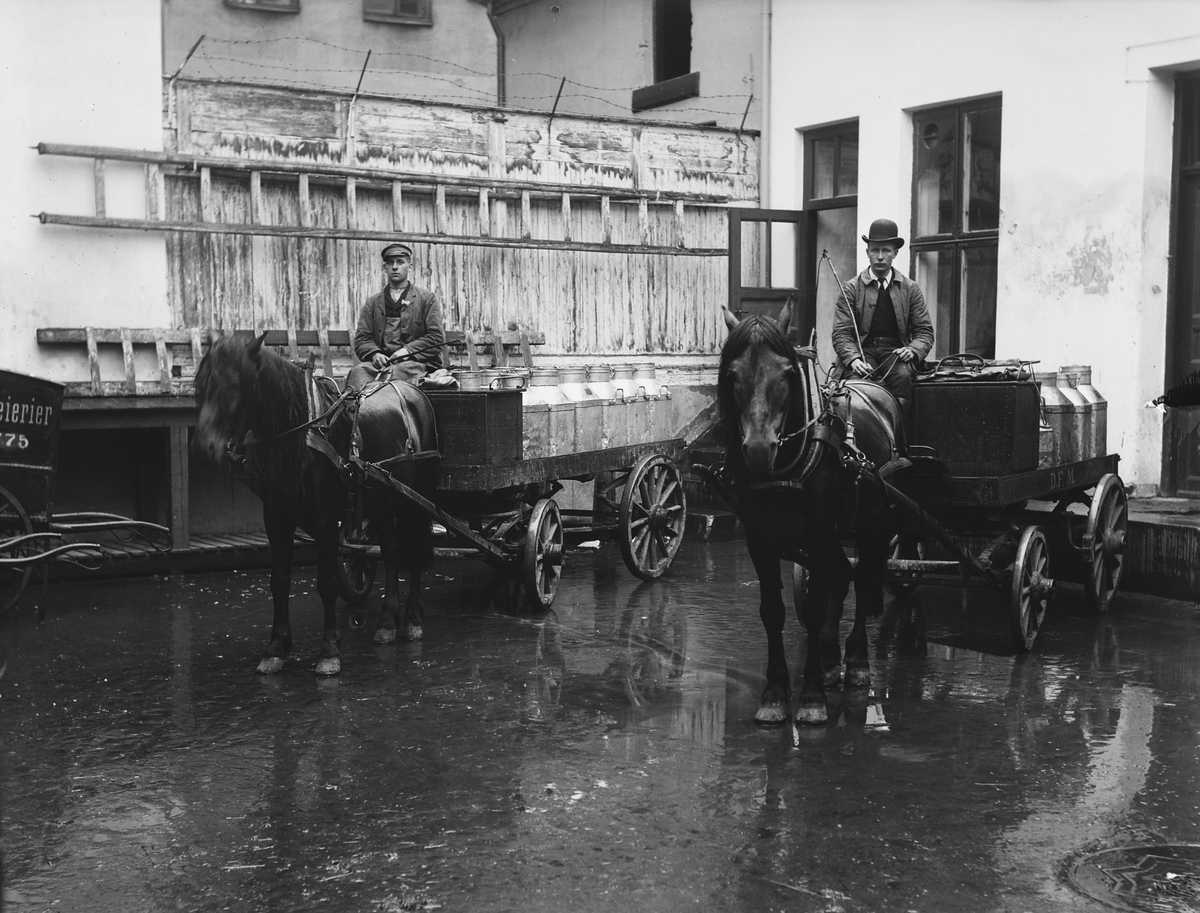 To kusker på melkevogner fra De Forenede Meierier klare til utkjøring av melkespann. Fotografert 1911.