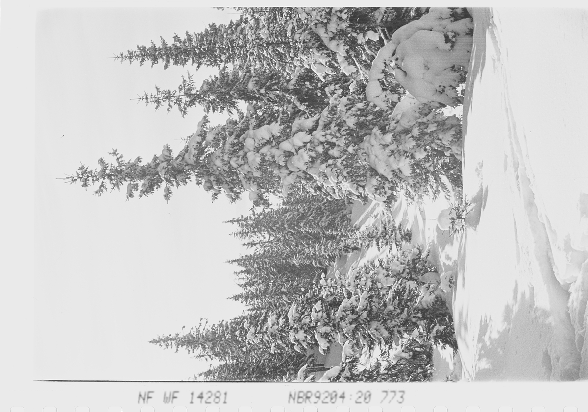 Skogsparti med skiløype. RIngkollen, Ringerike. Fotografert 1941.