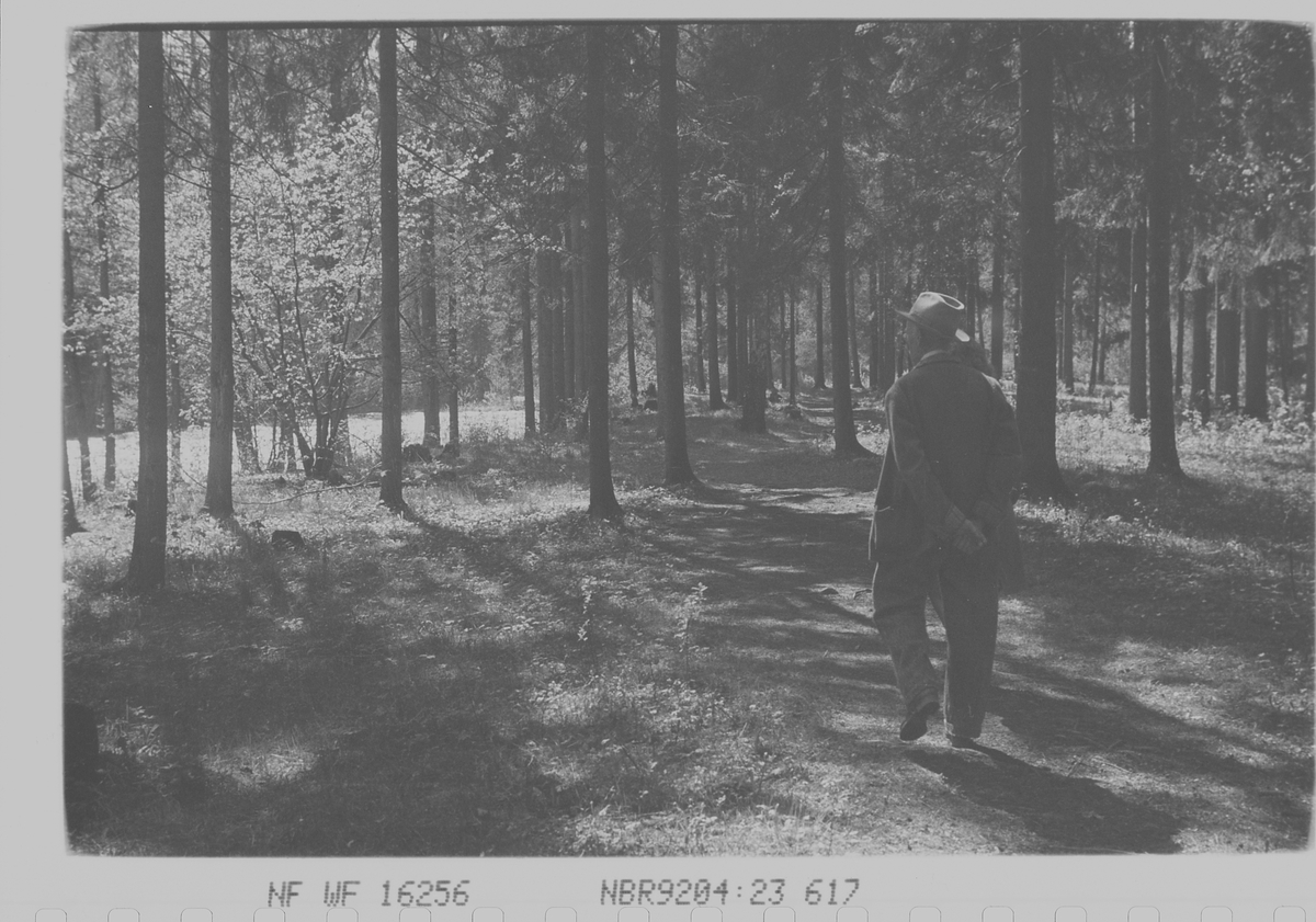 Fotografen tar en tur på hjemlige trakter, her fotografert i et skogholt.
