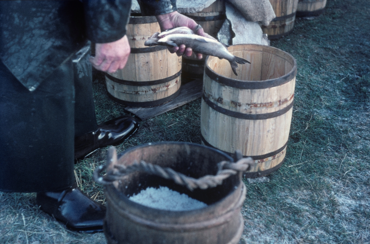 Stort lagget kar og en god del tønner med saltet sik fra Sølensjøen i Øvre Rendalen i Hedmark. Fotografiet er tatt uten for «kjellen» - lagerhuset – til den kjente fiskeren Haagen Hangaard (1889-1989). Han var en av de lotteierne i fisket som var mest aktive i fisket, og gikk derfor under tilnavnet «Sølensjø-kongen». I 1960-åra, da dette fotografiet ble tatt, var plastemballasje i ferd med å avløse laggete kar og tønner av tre, men Haagen Hangaard holdt lenge på det tradisjonelle materiellet.