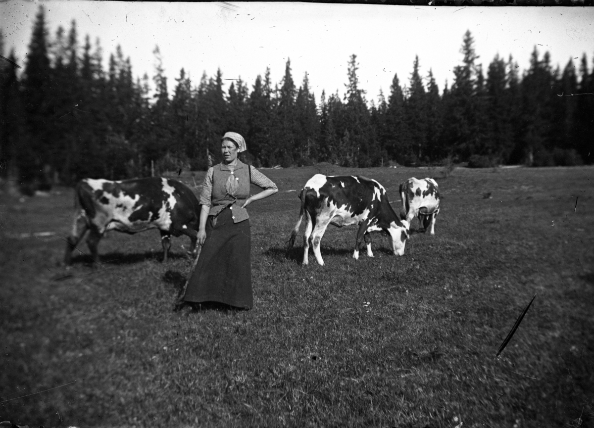 Kvinna med betande kor på ängen.