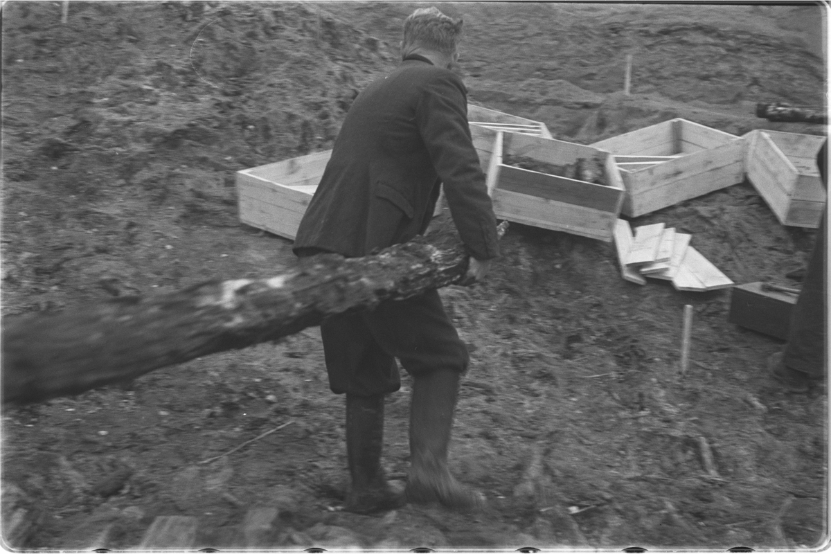 Utgraving av Raknehaugen i Ullensaker, september 1939. Tømmeret bæres bort.