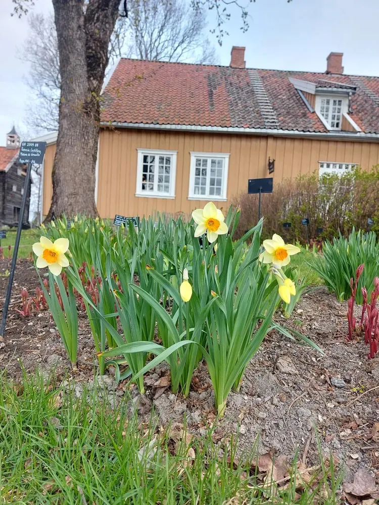 Bildet viser en hage med vakre blomster.