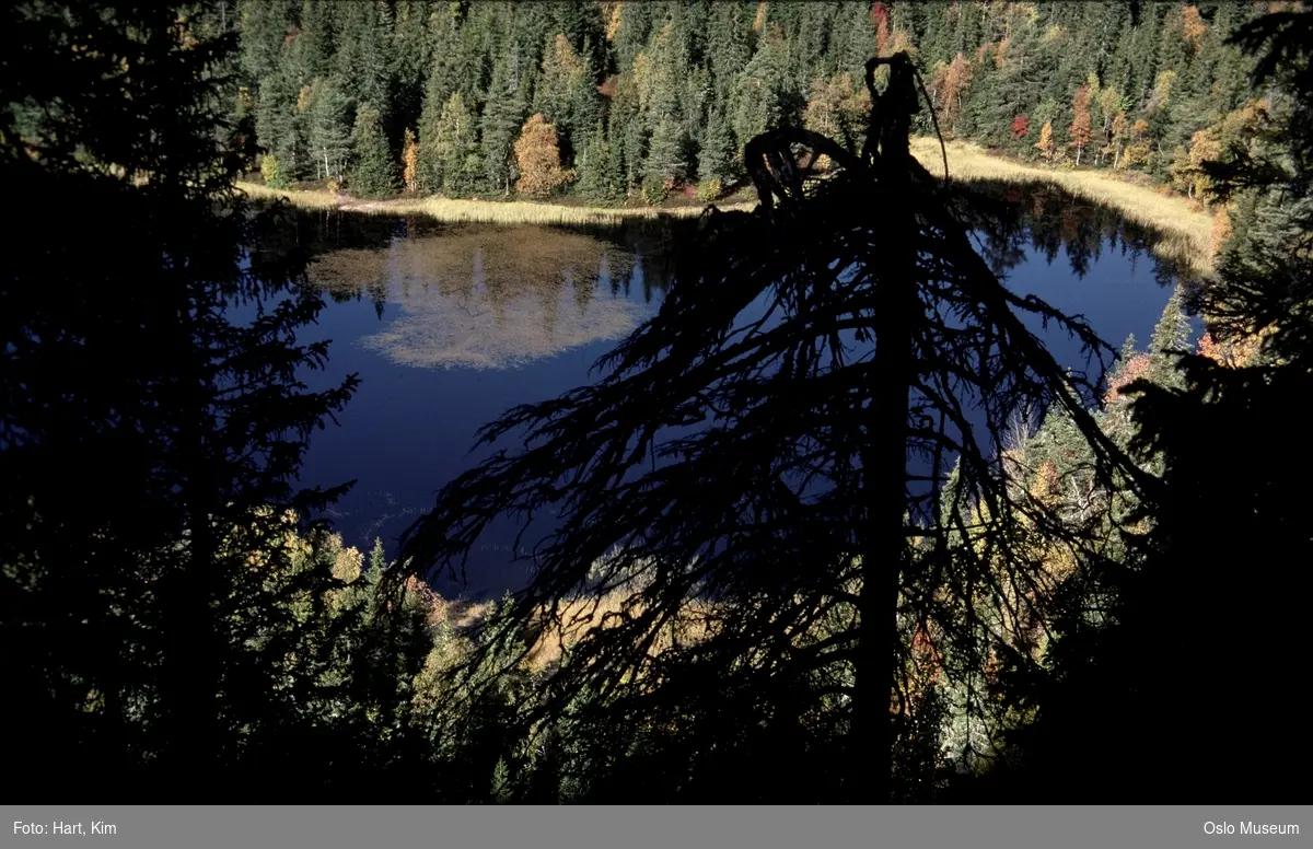 utsikt, skog, vann