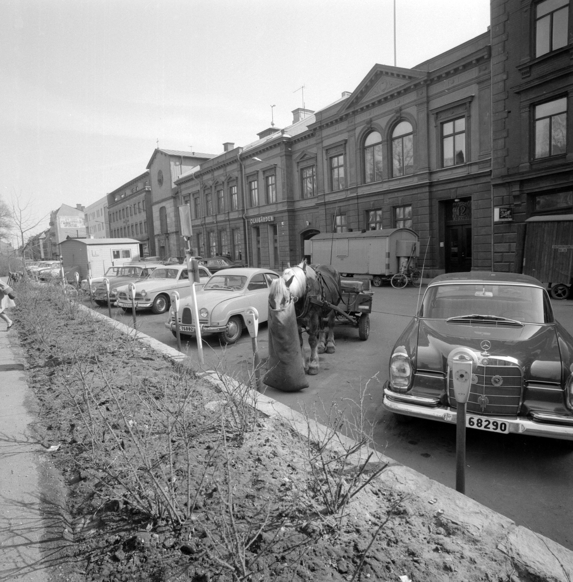 Nog för det tog sin tid för bilismen att fullständigt ta herraväldet över våra gator och torg, men 1964 hade de flesta bilåkare vant sig av med fyrbenta trafikanter. Den här dagen fick de dock dela med sig av parkeringen utmed Skolgatan i Norrköping.