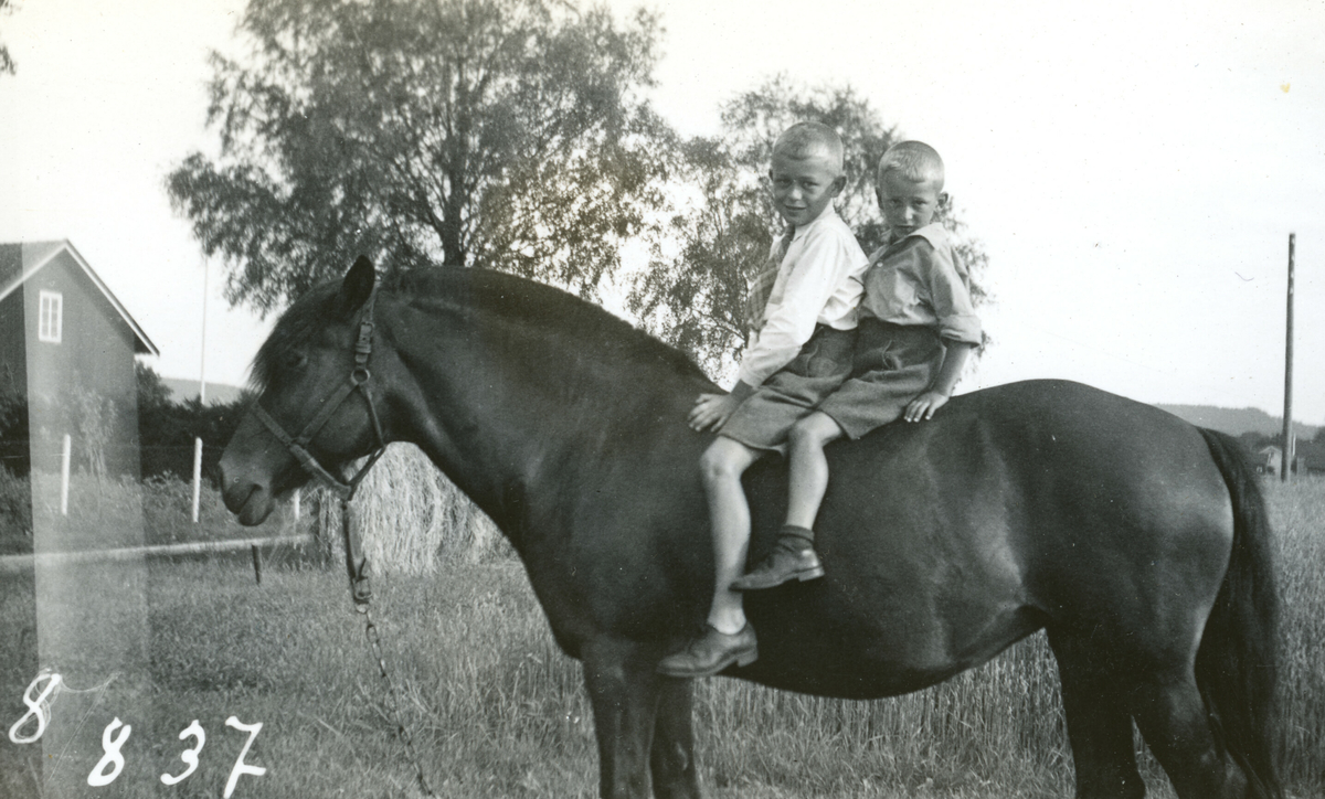 To gutar på ein hest.  Bildet tatt 8.8.1937.