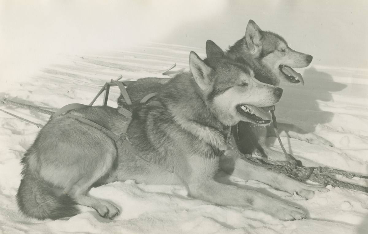 Fotografi från låda märkt Bernt Balchen. Balchen var norsk-amerikansk flygare, polarforskare och militär. Motiv av två polarhundar som vilar i snön.