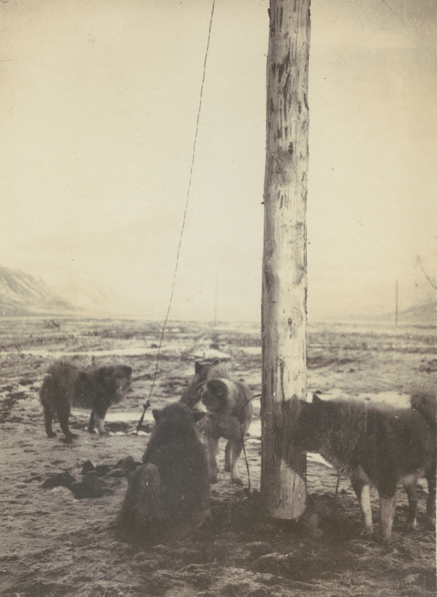 Fotografi från expedition till Sveagruvan. Motiv av fyra hundar vid stor träpelare.