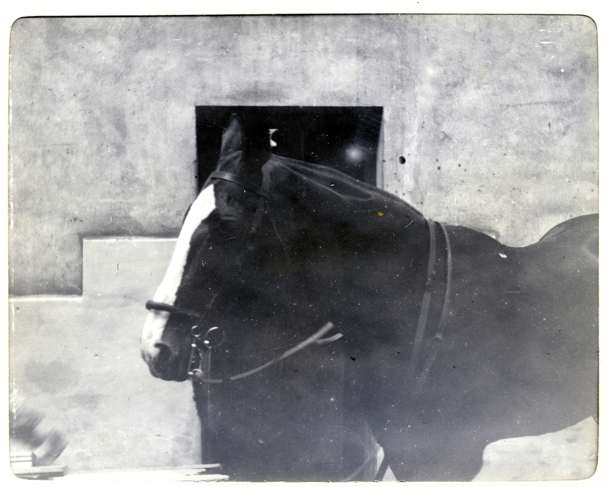 Hesten "So-Long". Antagelig ridehesten til Westye Egeberg. Fotografert juli 1906.