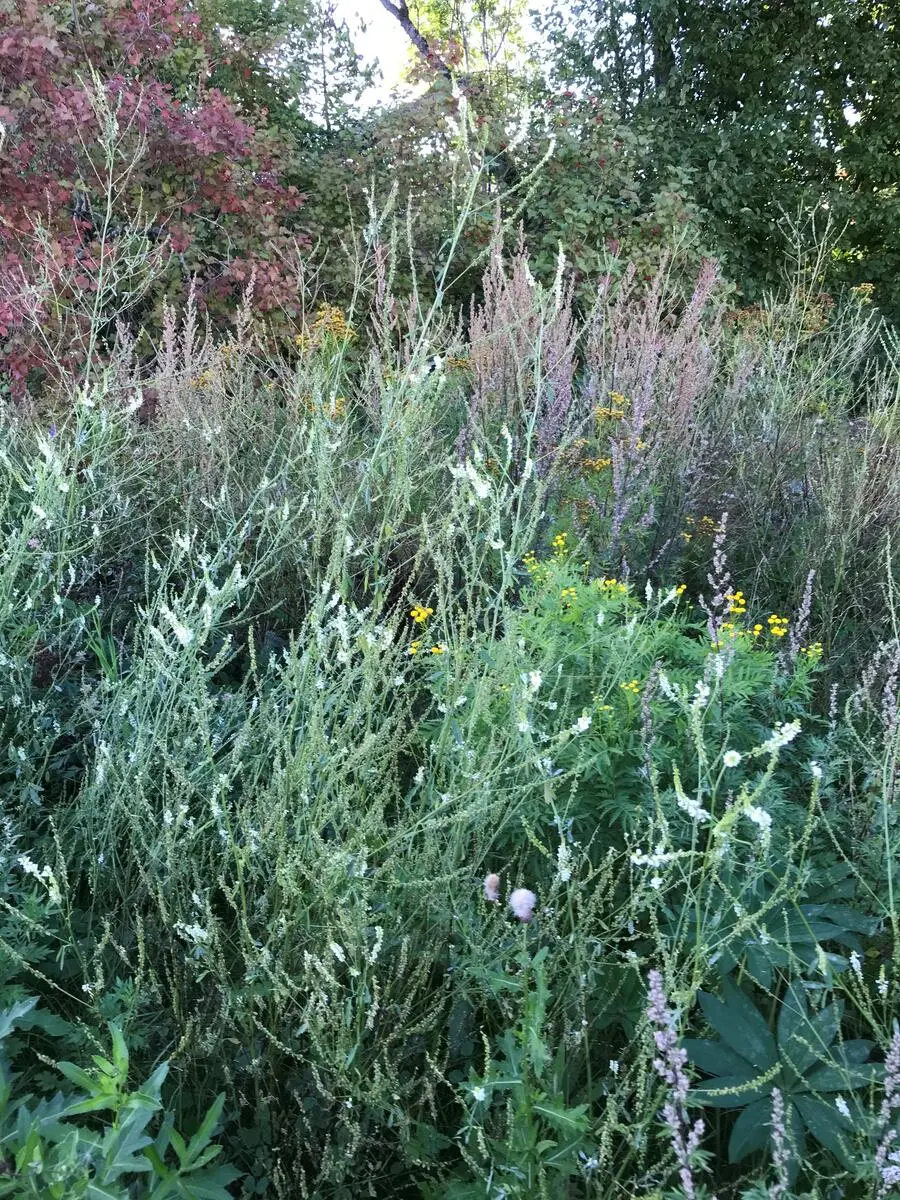 Foto av planten hvitsteinkløver