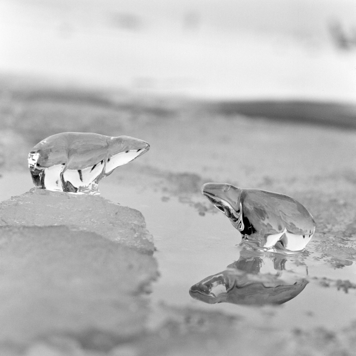 Glassmagasinet, opptak av isbjørner