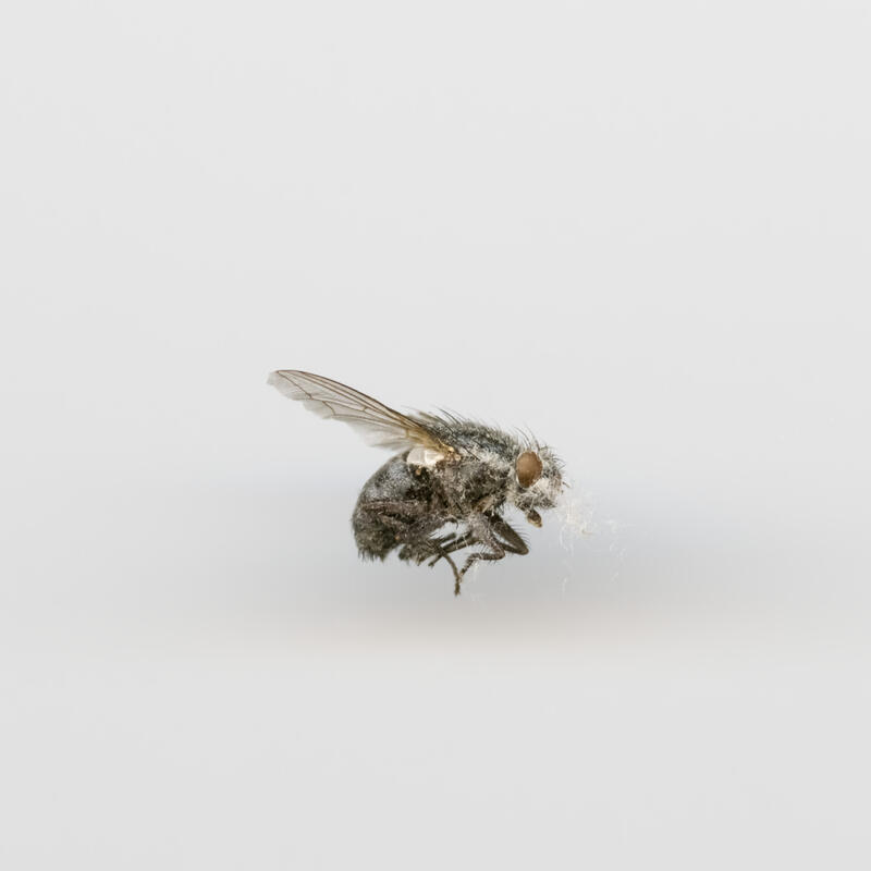 Nærbilde av en død flue. Fotografi