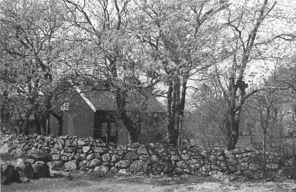 Gård med blommande lönnar nära Ängås i Vallda. Tomten hägnas av en kraftig stengärdsgård.