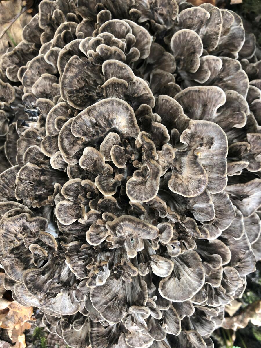 Mange sopp som vokser på en trestamme, de ligner på koraller og er grå i fargen. Fotografi.