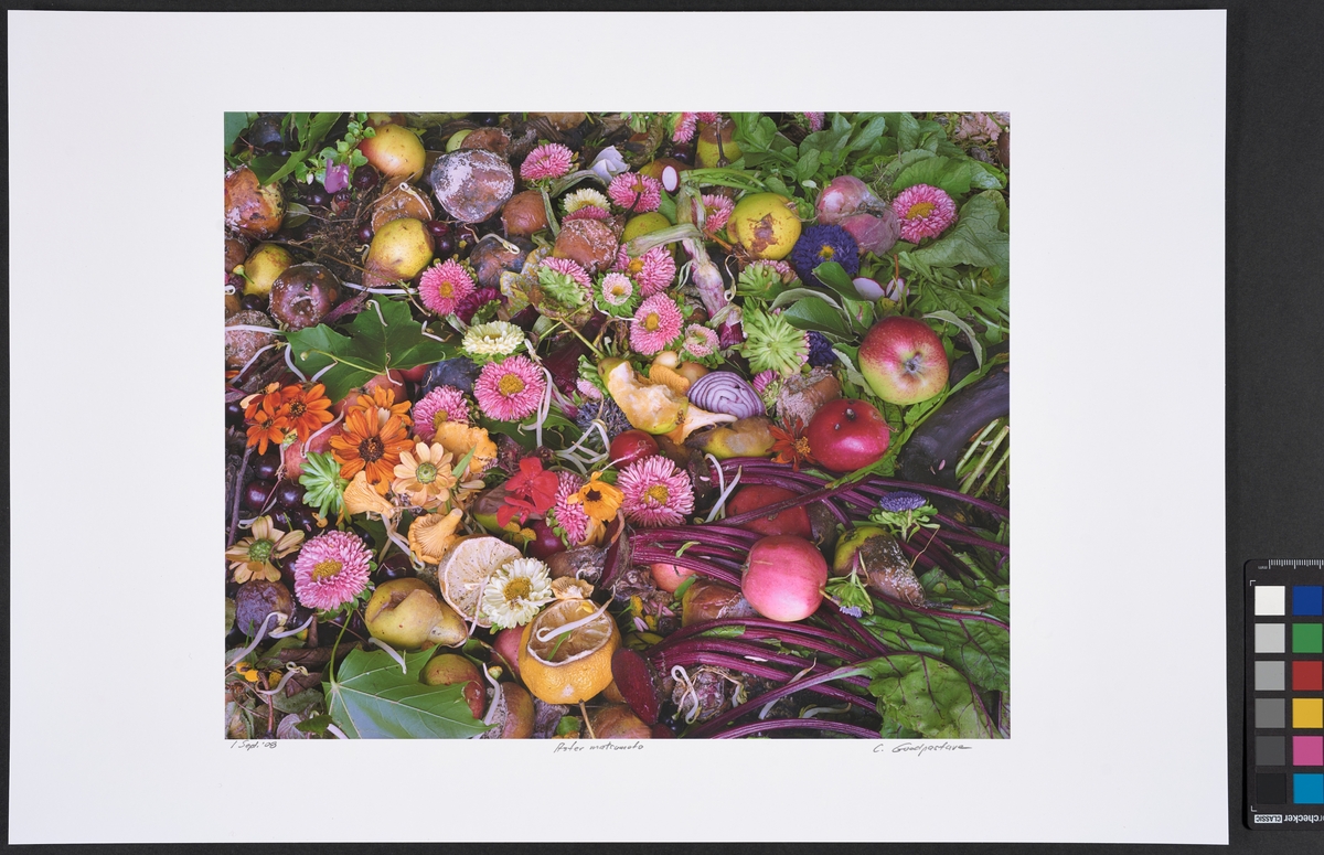 Komposthaug med blomster, grønsaker og frukt. Inngår i serien "Compost".