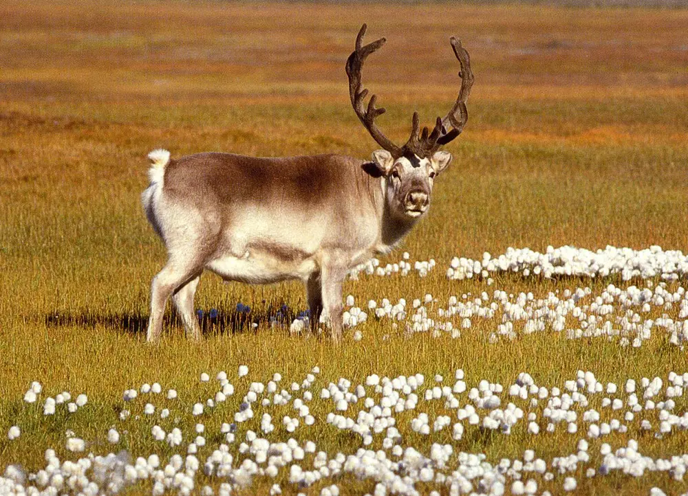 Bilde av reinsdyrbukk på tundraen.