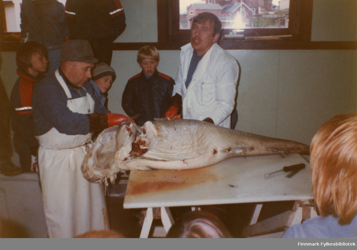 Torbjørn Ingilæ og Arnt Nilsen sløyer "verdens største torsk", mens skolebarn ser på.
