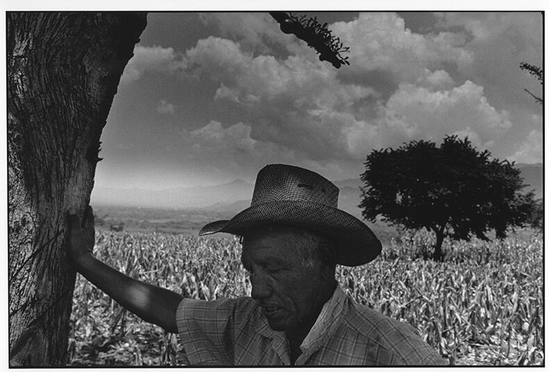 © Rune Eraker, Honduras, 2009

Bonden Inocente Gomez i Jesus de Otoro fortviler over avlingen som nok en gang ser ut til å slå feil.
- Før kunne vi nesten på dagen vite når regntida satte inn, forteller han. - De siste 5-6 årene har det ikke vært mulig å forutsi når regnet kommer.
Endring i regnmønsteret gjør at maisavlingen gang på gang slår feil og ikke modnes.