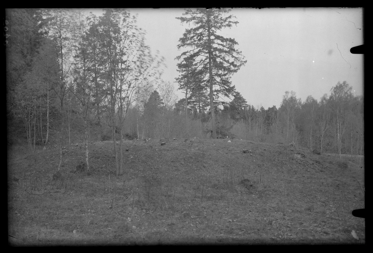 Gravhög frilagd från skog och torv, på Tibbleåsen i Tibble.