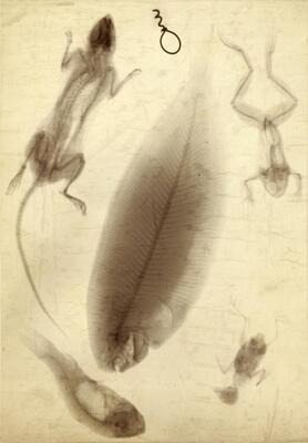 Røntgenbilde som viser en mus, en frosk, to fisker og en fugl.