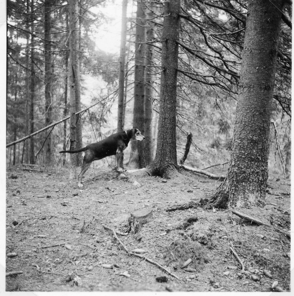 En jakthund står på pass i en tallsskog.