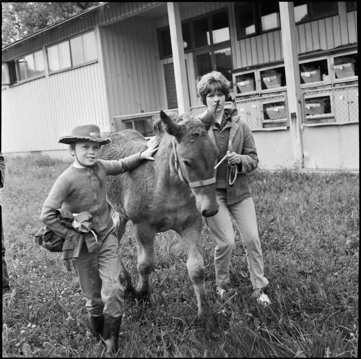 Lantbrukshögskolan hästpremiering på Ultuna, Uppsala 1962