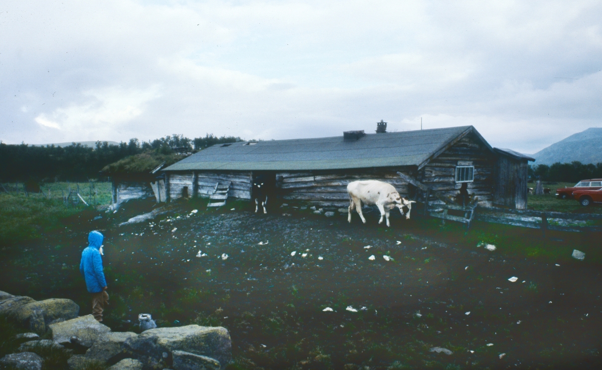 Seterliv Klettdalen. 1979