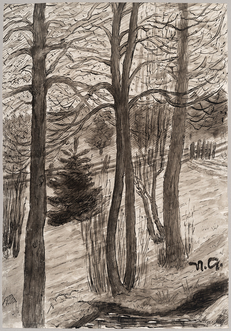 En samling slanke, høye trær foran et gjerde og skog