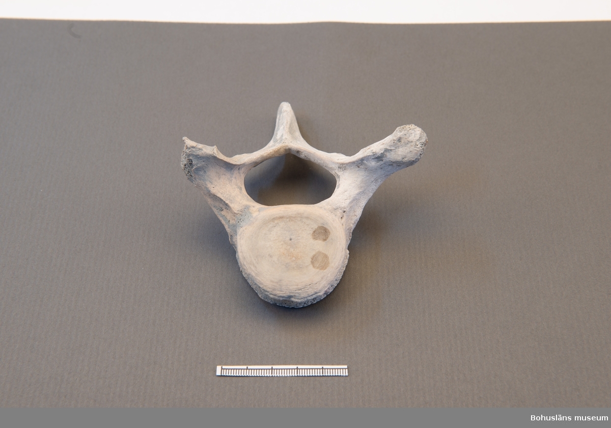 Delfinkota, delvis skadad.

Fyndet påträffades i den s k "Djupa gropen", ett område som hör till ett av de äldsta mesolitiska lagren inom boplatsen, daterat till ca 9 500 - 10 000 år före nu.