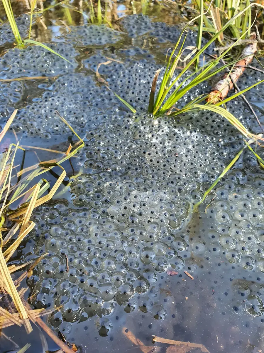 Fotografi av klaser med froskeegg mellom strå og siv i vannkanten