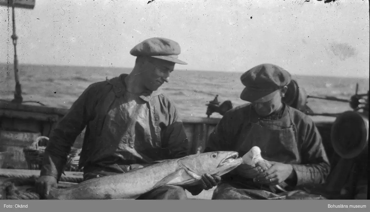 Besättning med en fisk och fiskmås i händerna på en fiskebåt.